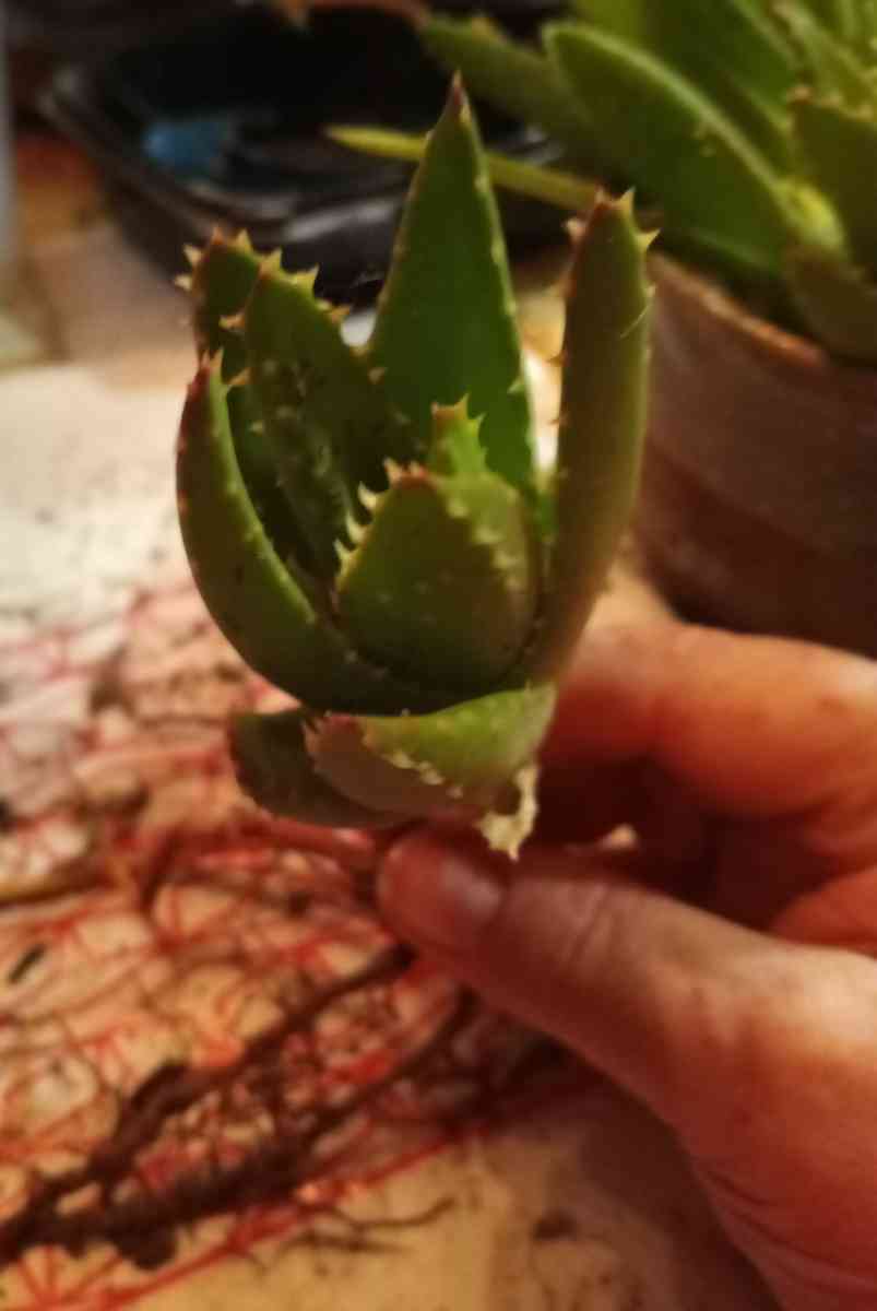 succulents mitre aloe