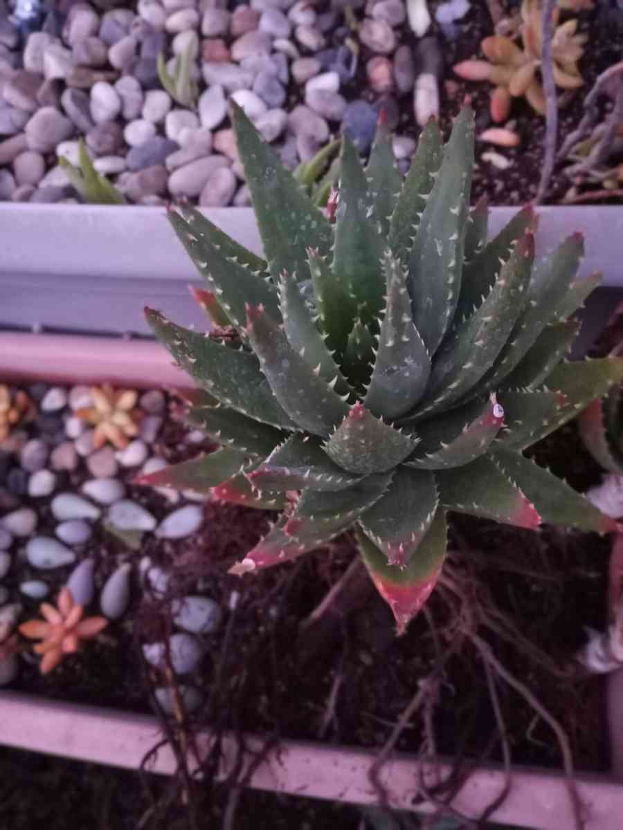 succulents mitre aloe