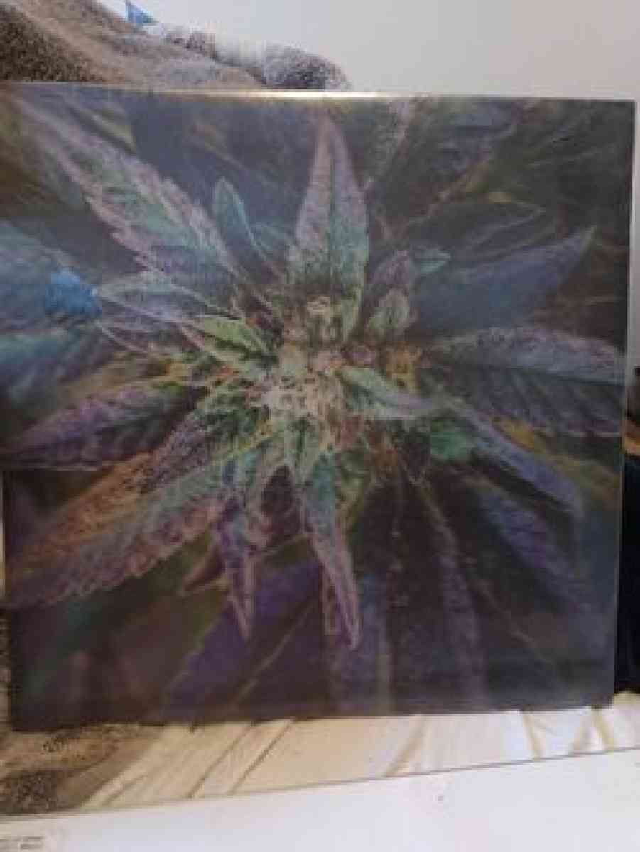 2 3d halographic Bud pictures