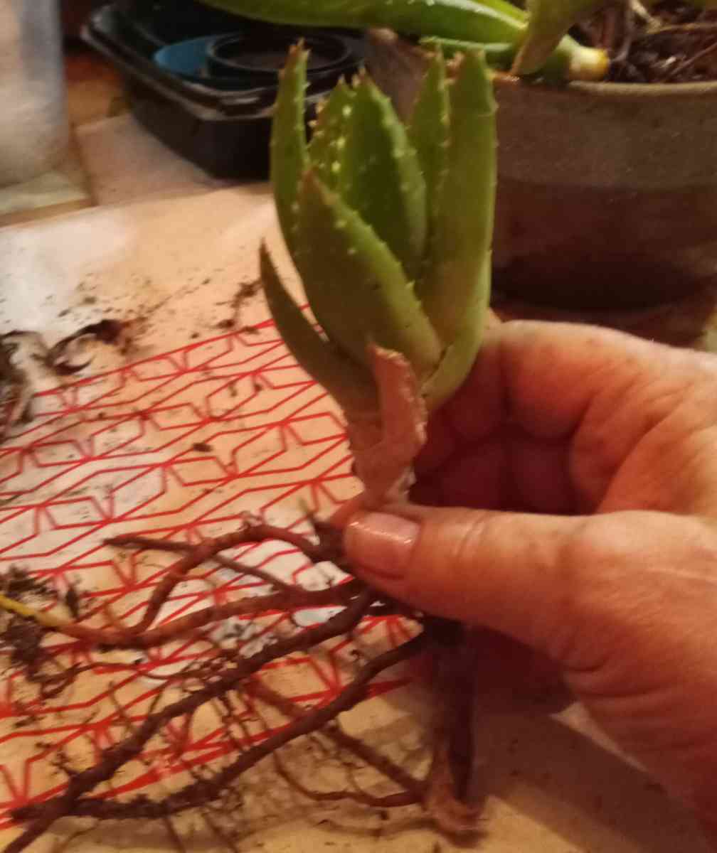 succulents mitre aloe