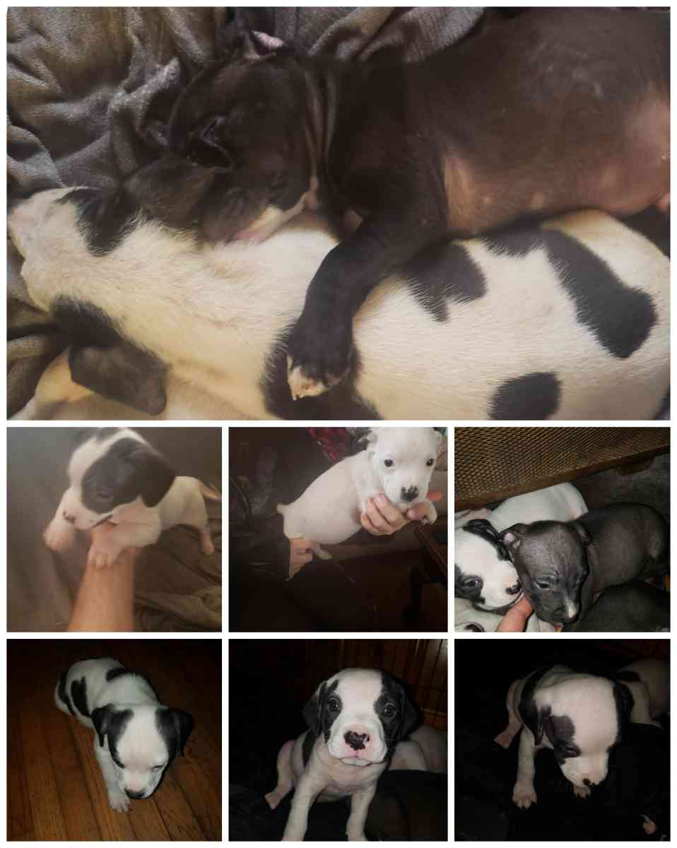 Pit Bull Puppies