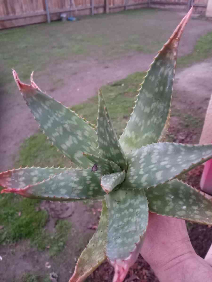 succulents Soap Aloe