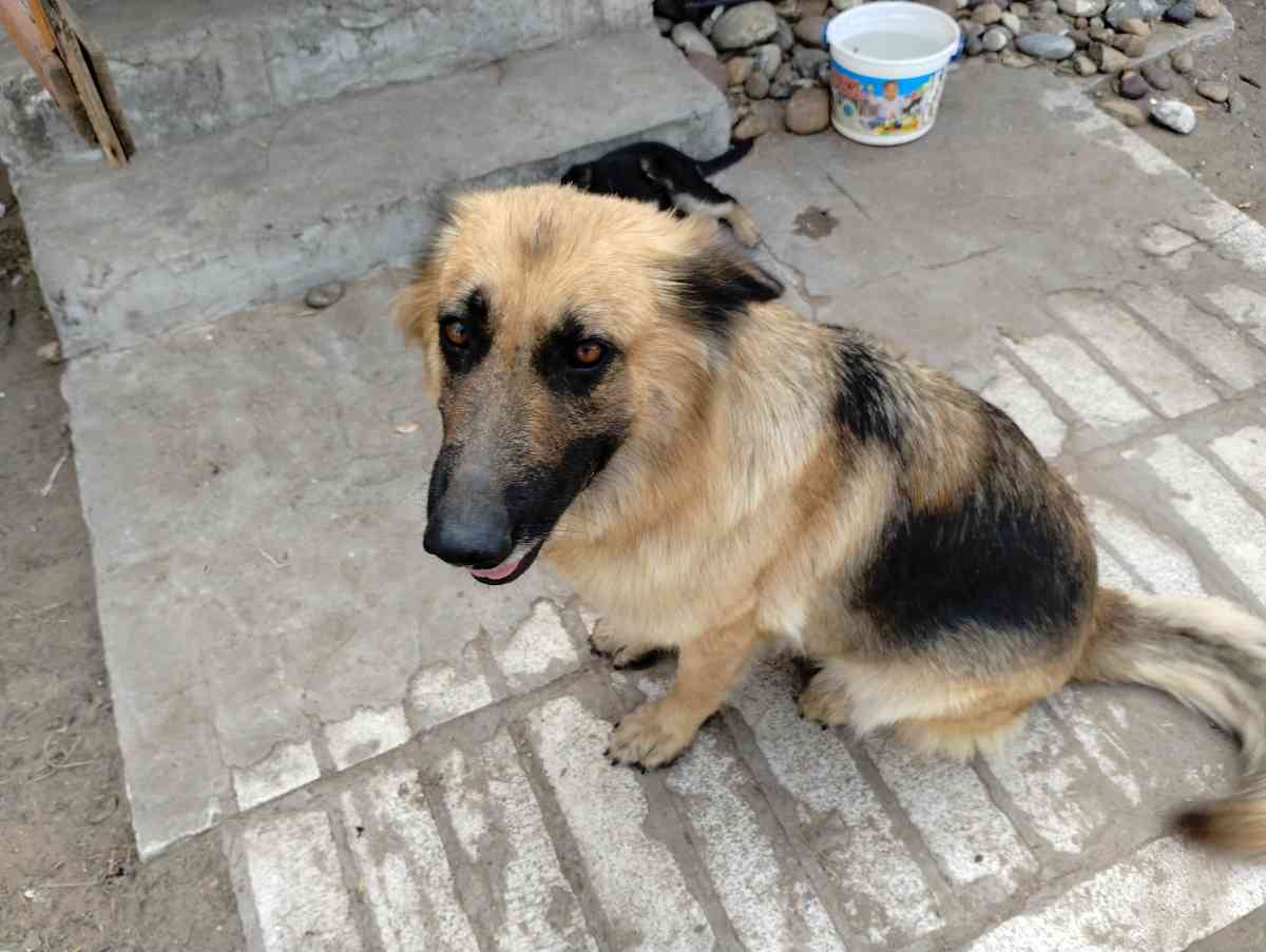 German Sheperd puppies