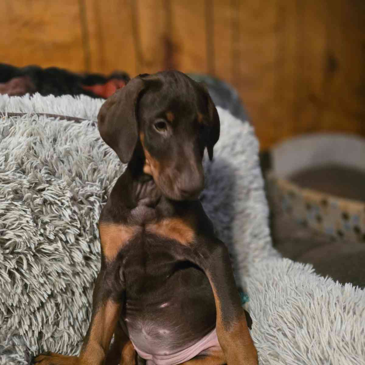 Doberman puppies