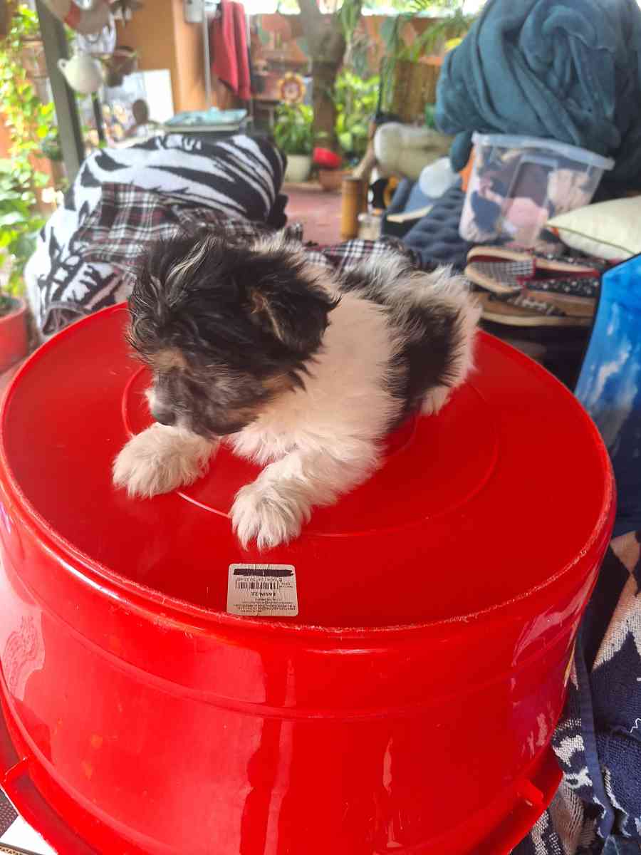 cachorros Yorkis Mix Chiguagua