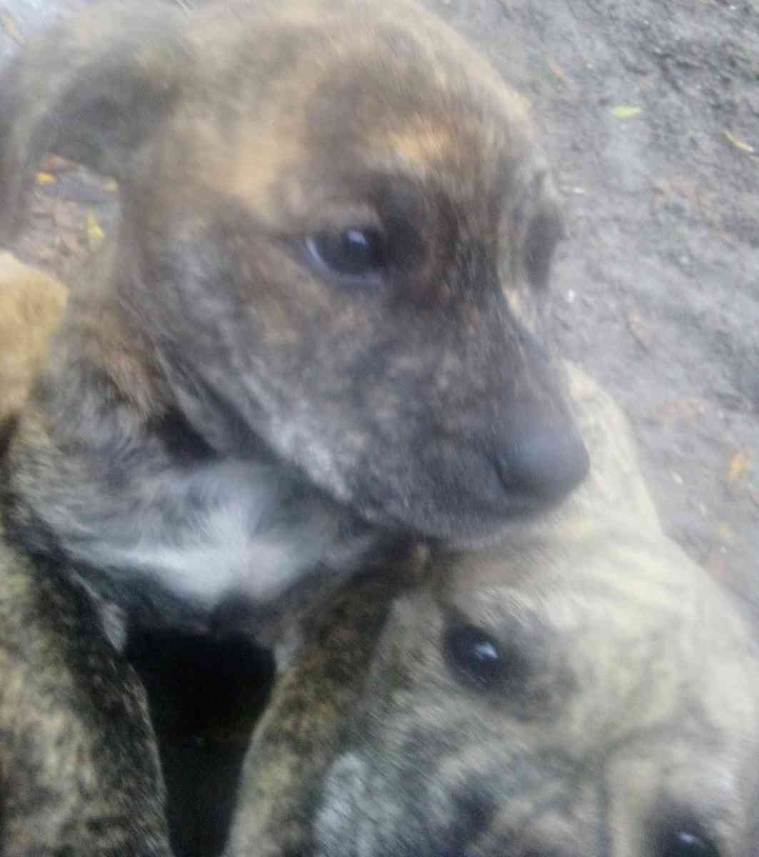 puppies yellow Jon sandman