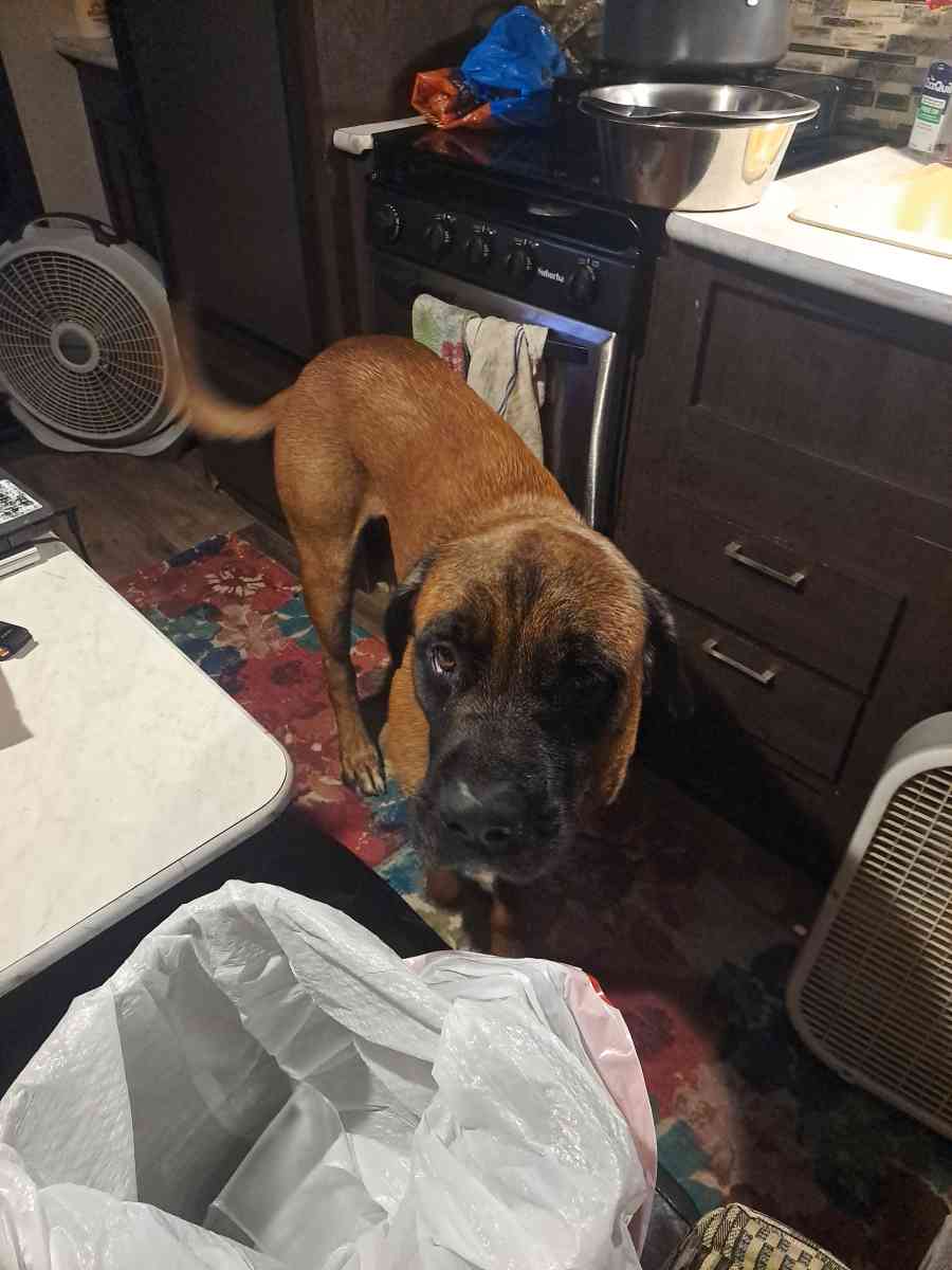 Old English Mastiff Puppies