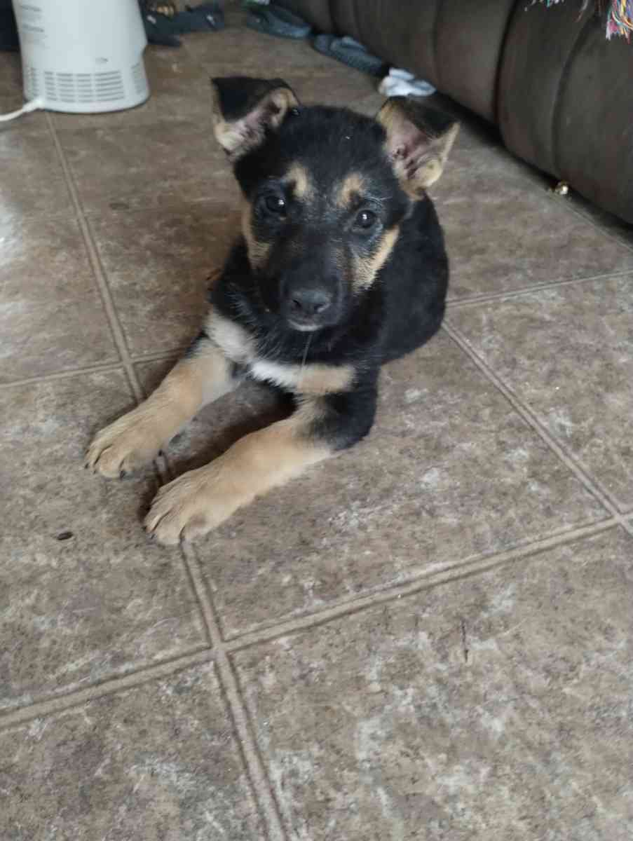 German Sheperd puppies
