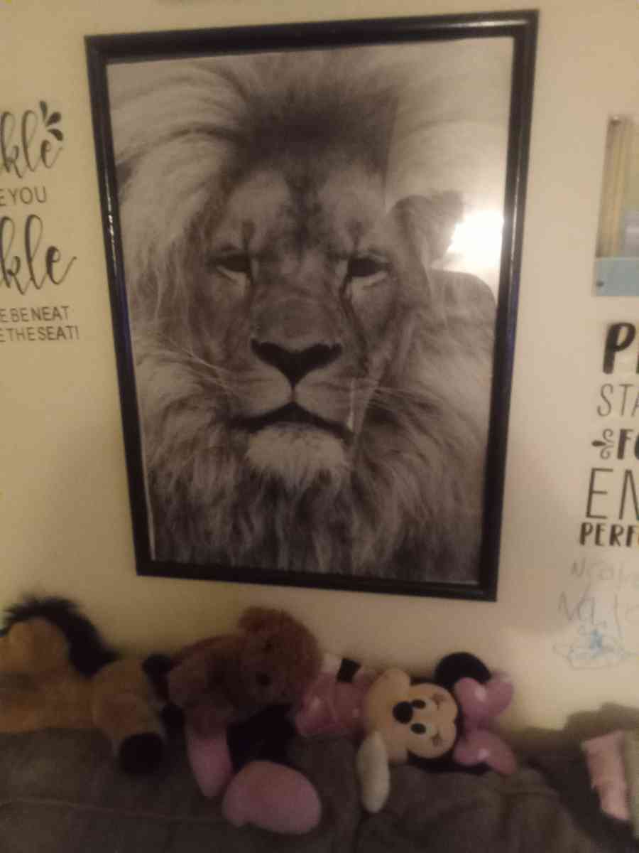 lion picture in frame