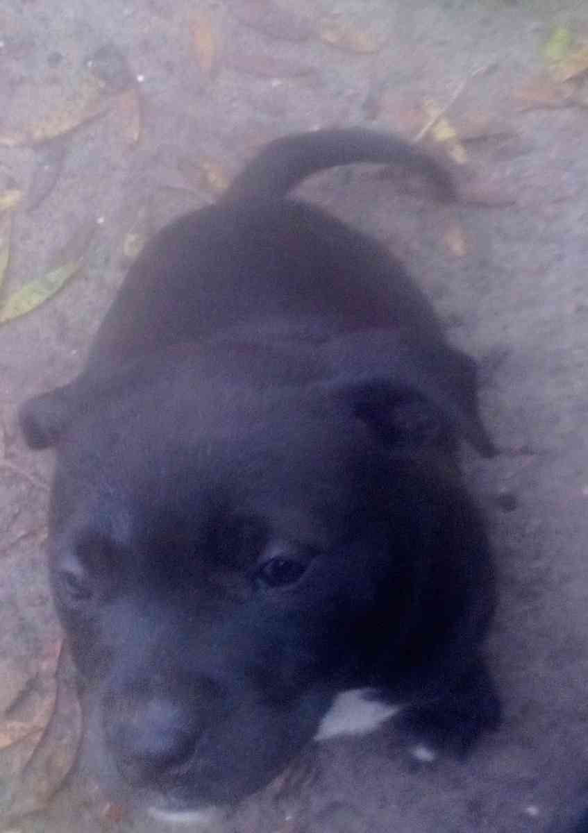 puppies yellow Jon sandman