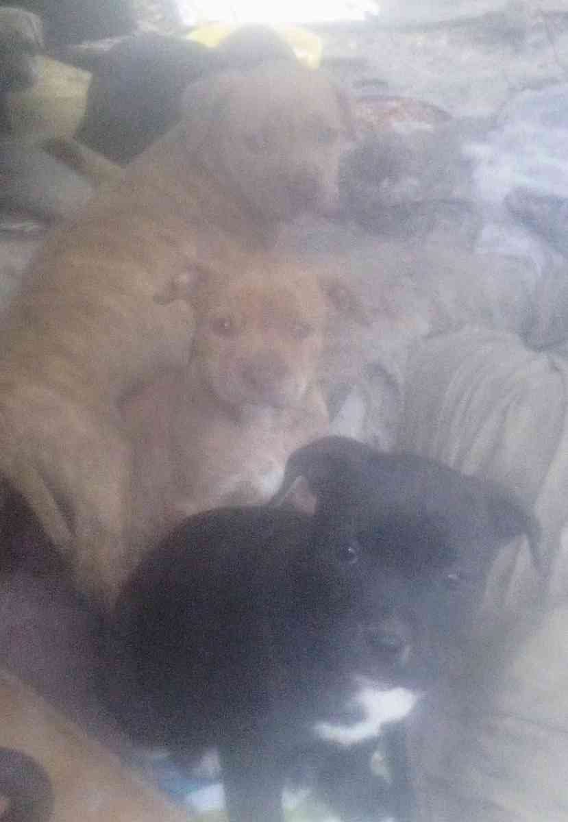 puppies yellow Jon sandman