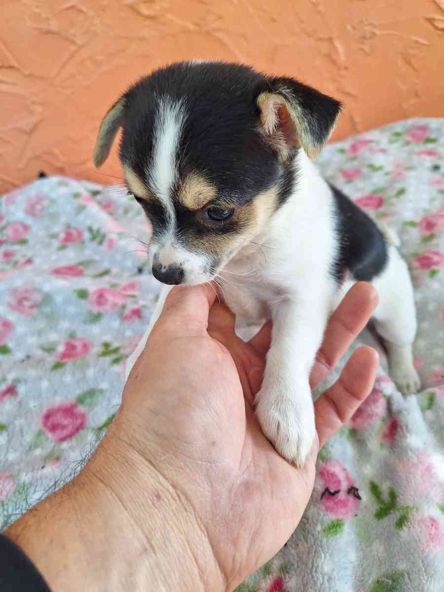 cachorros Yorkis Mix Chiguagua