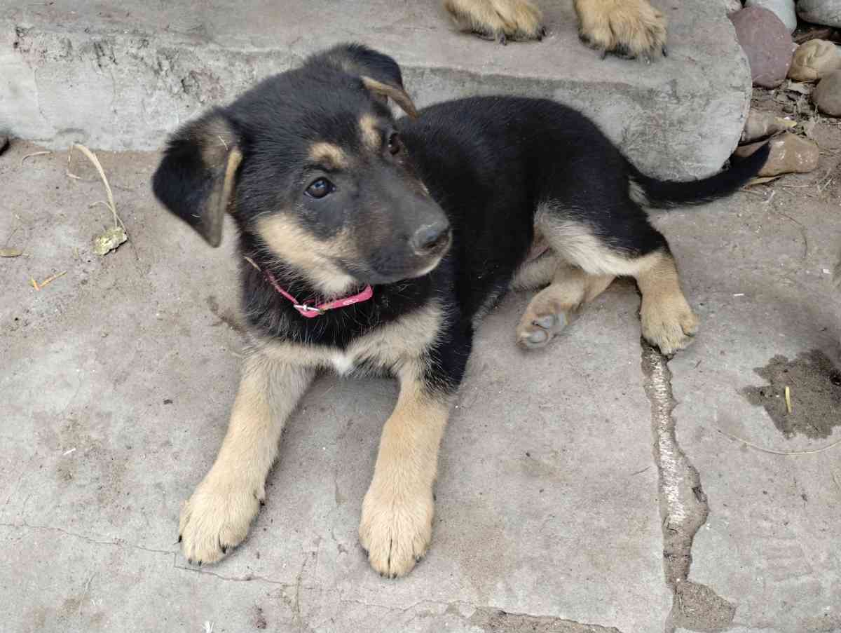 German Sheperd puppies
