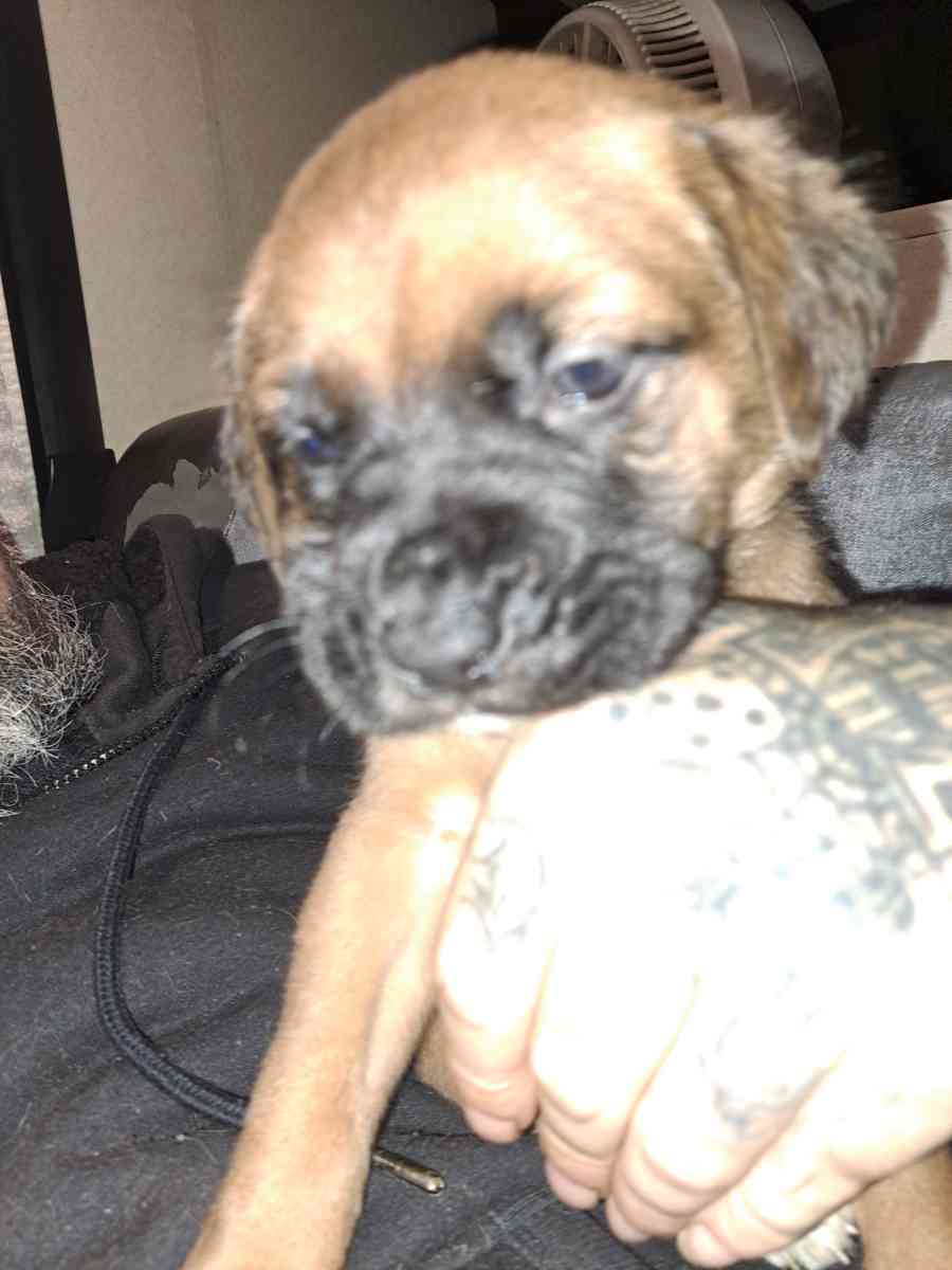 Old English Mastiff Puppies