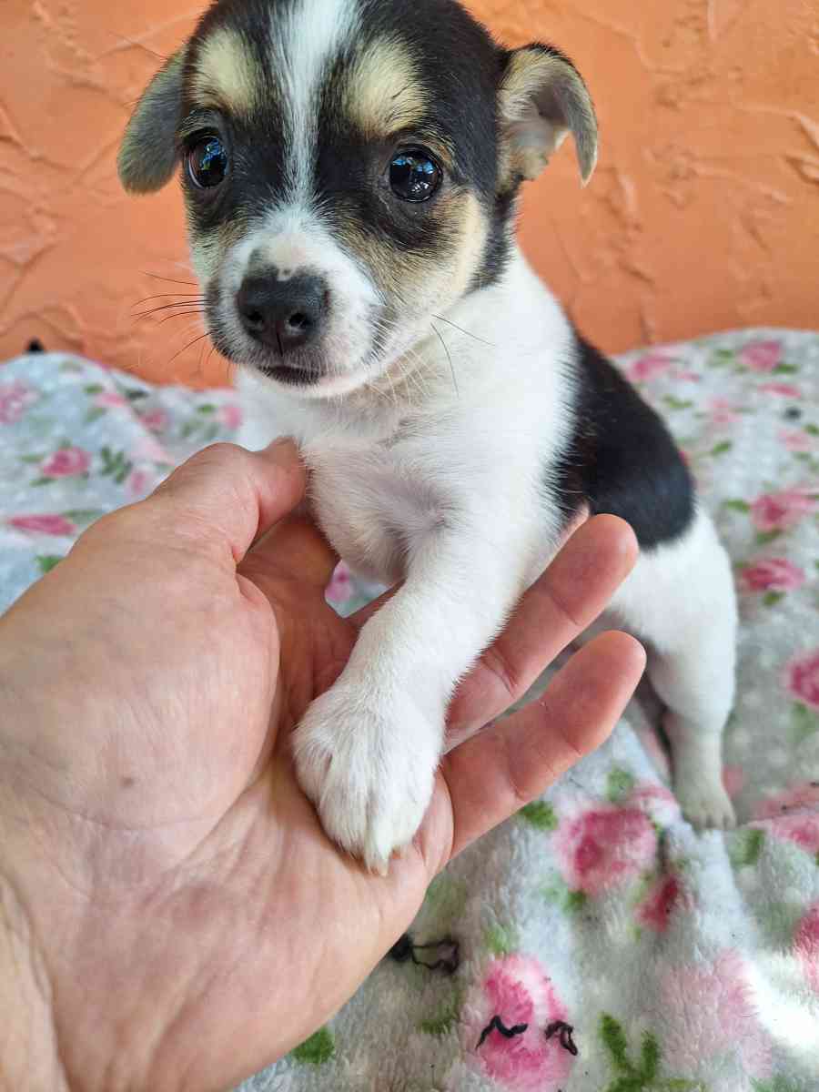 Chiguagua mix yorkis