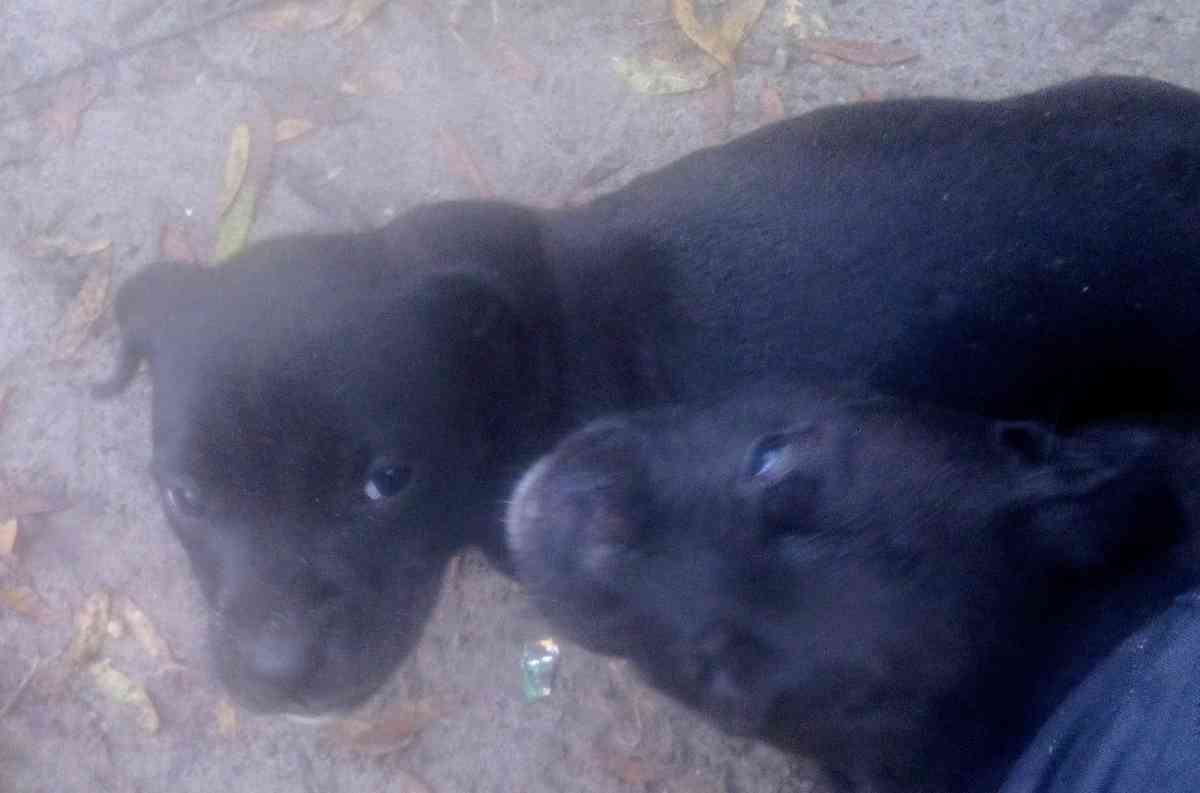 puppies yellow Jon sandman