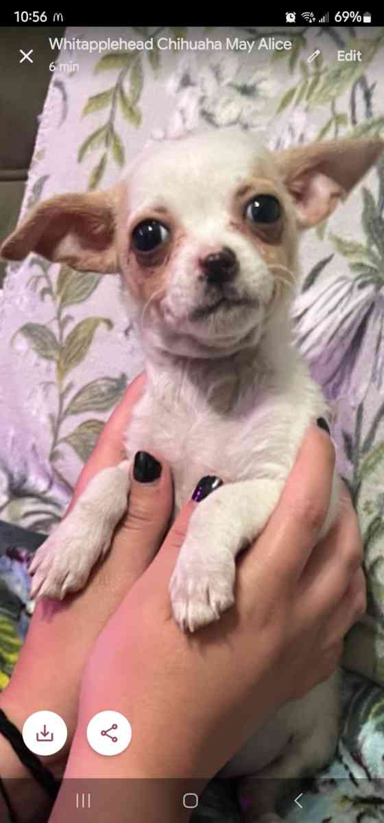 Apple head chihuahua