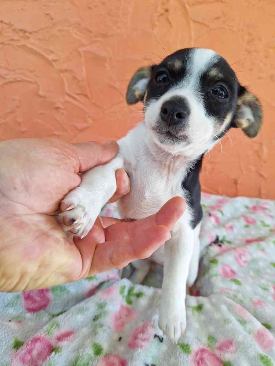 Chiguagua mix yorkis