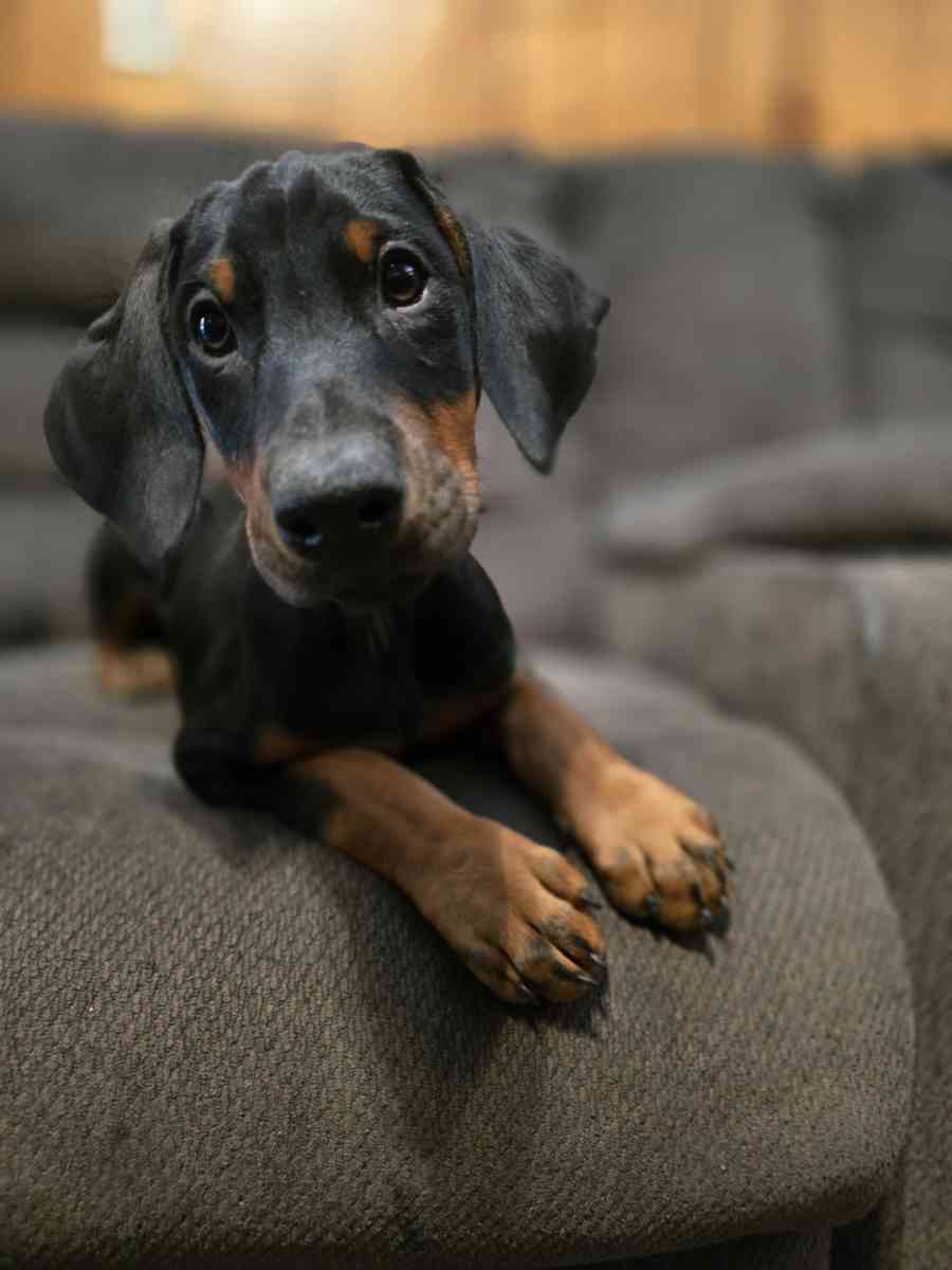 Doberman puppies