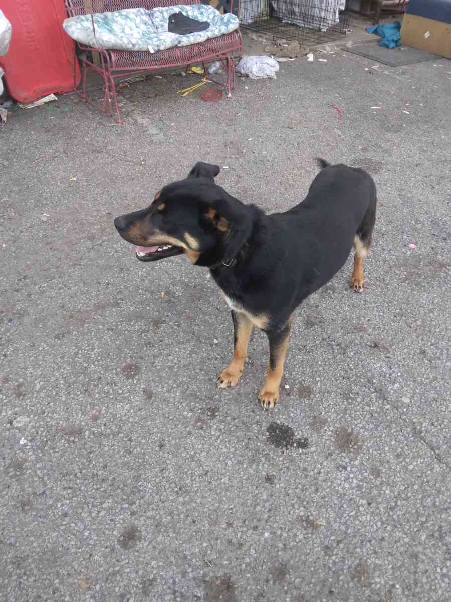 two German Shepherds