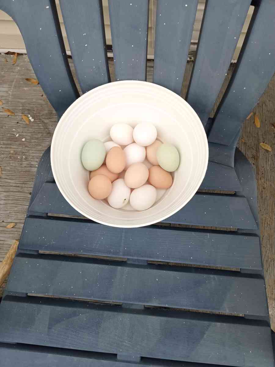 fresh eggs free range chicken eggs message me for address