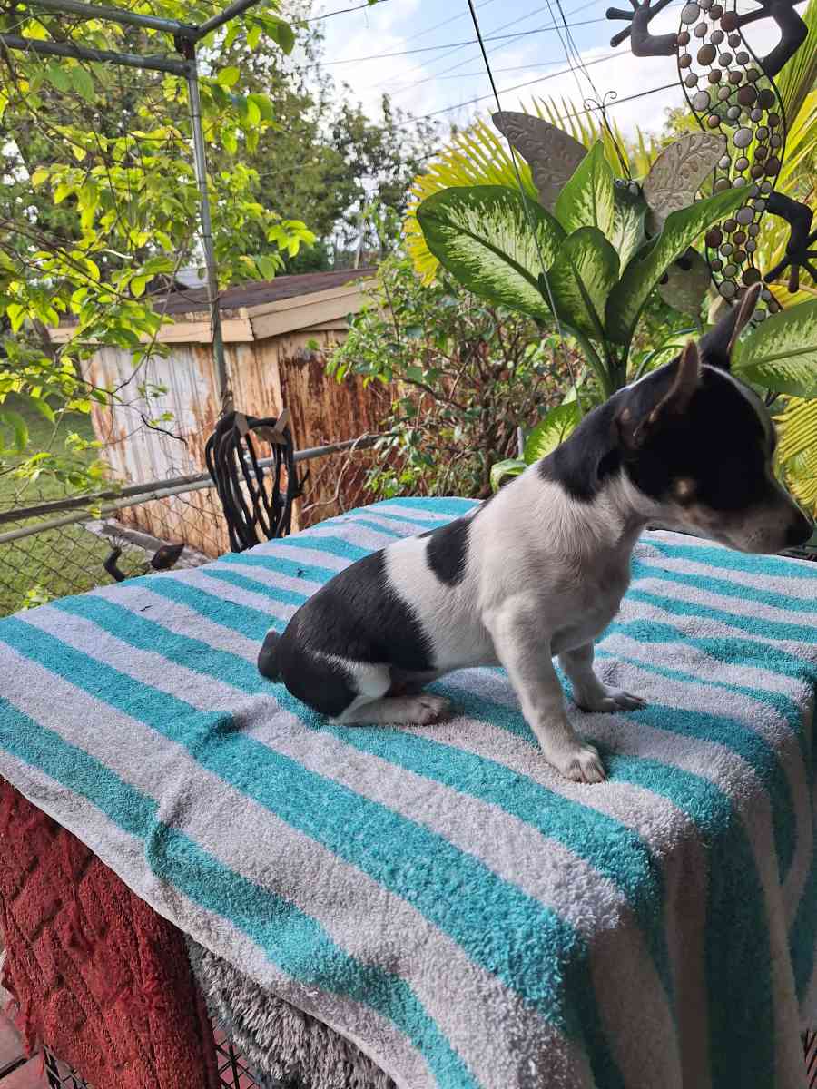 Chiguagua hembra cariosa