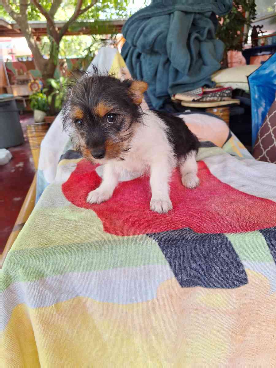 cachorros Yorkis Mix Chiguagua