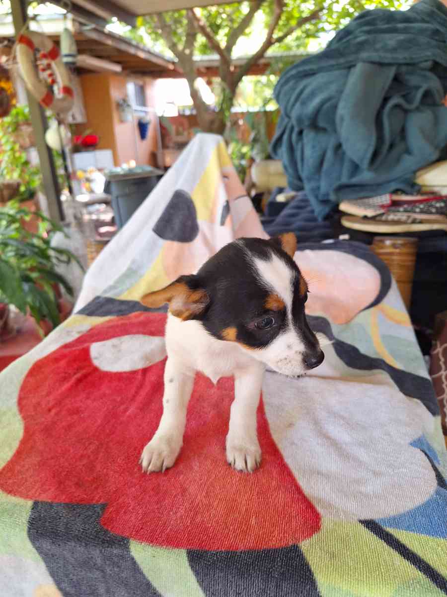 cachorros Yorkis Mix Chiguagua