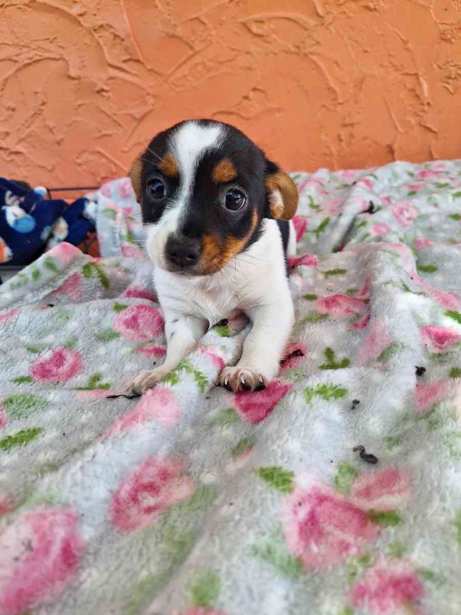cachorros Yorkis Mix Chiguagua