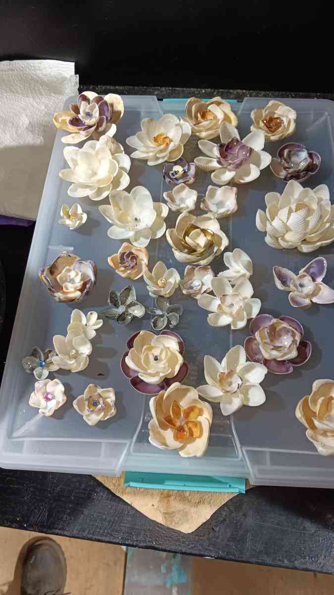 Seashells for crafts or jewelry