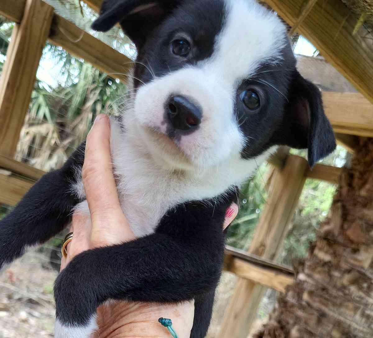 Puppies German Shepherd Mix