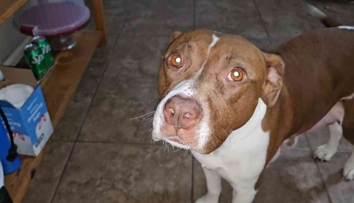 pitbull puppies full blood parents on site