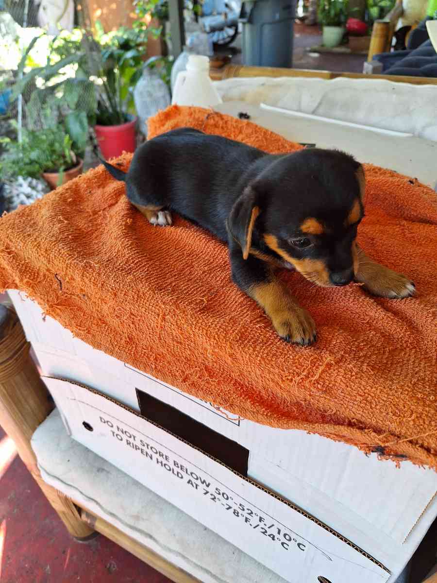 cachorros Yorkis Mix Chiguagua