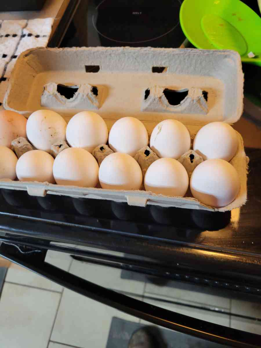 fresh eggs