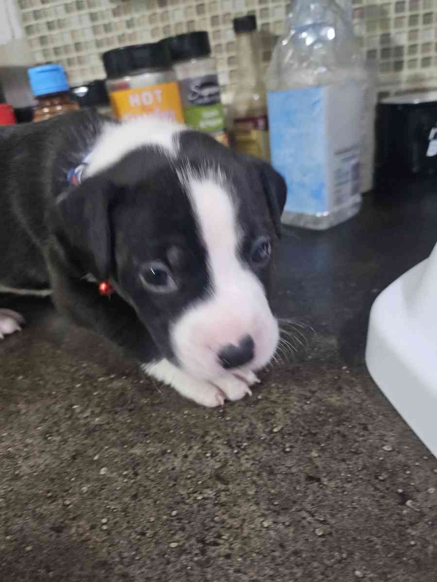 pitbull puppies full blood parents on site