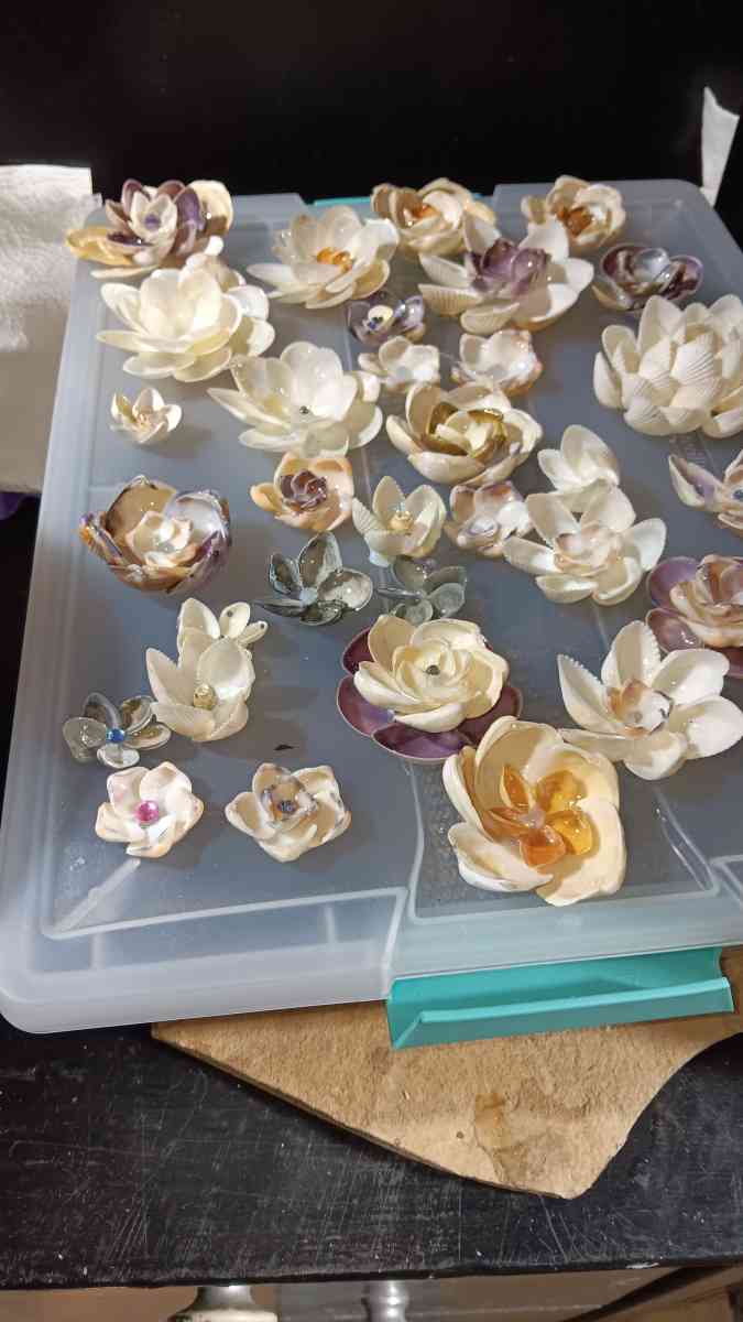 Seashells for crafts or jewelry