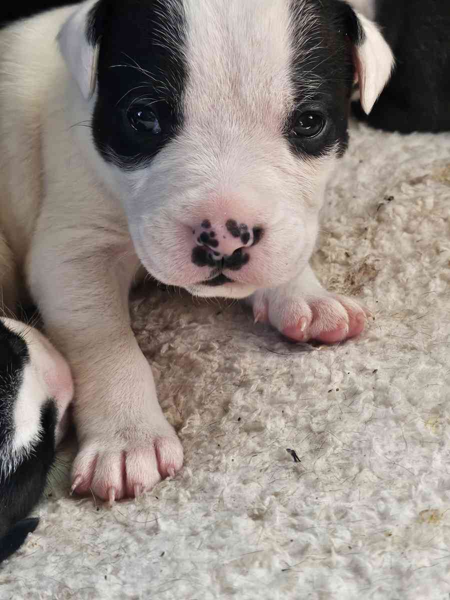 pitbull puppies full blood parents on site