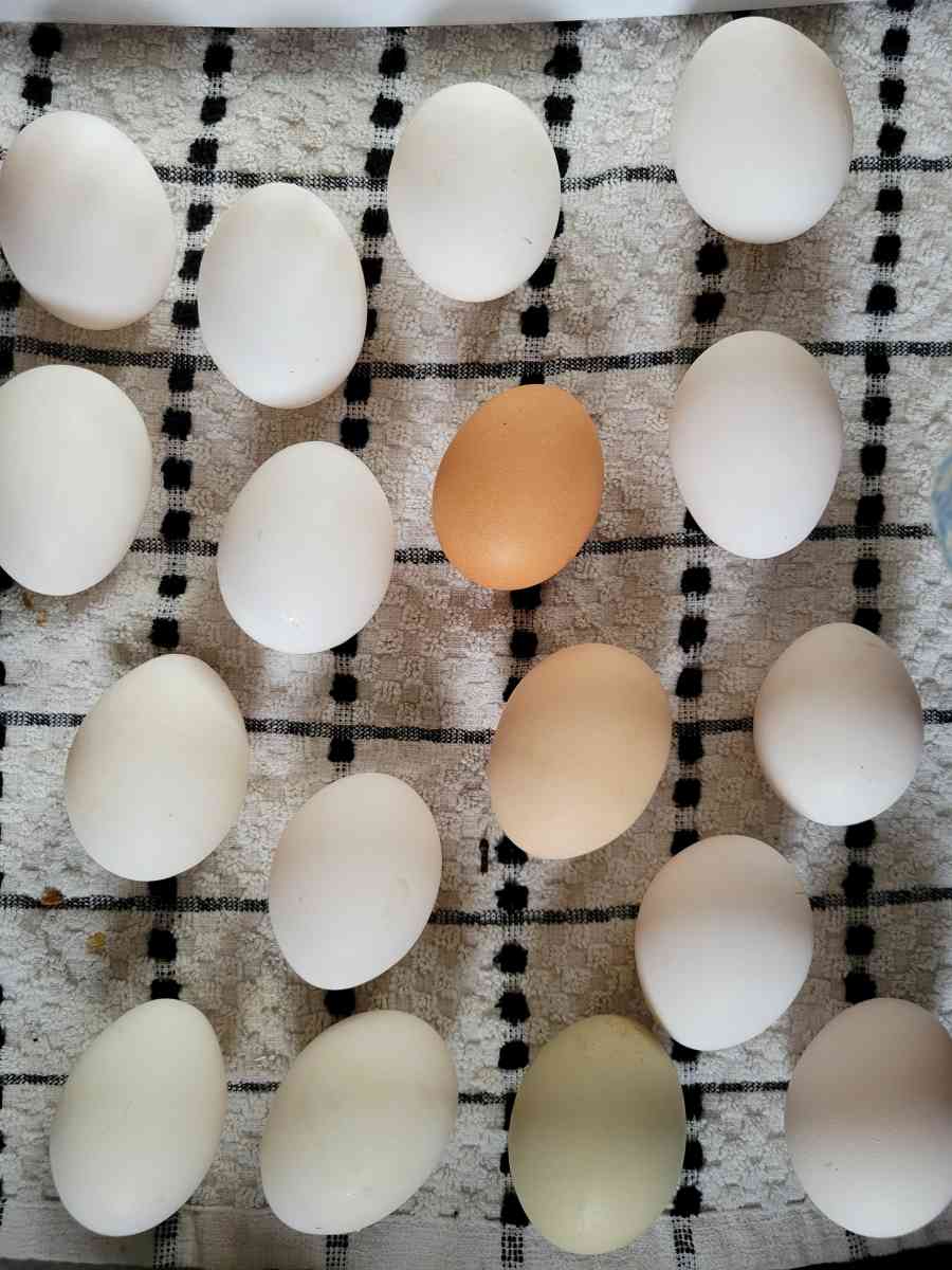 fresh eggs