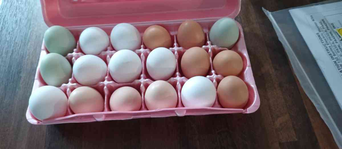 fresh eggs free range chicken eggs message me for address