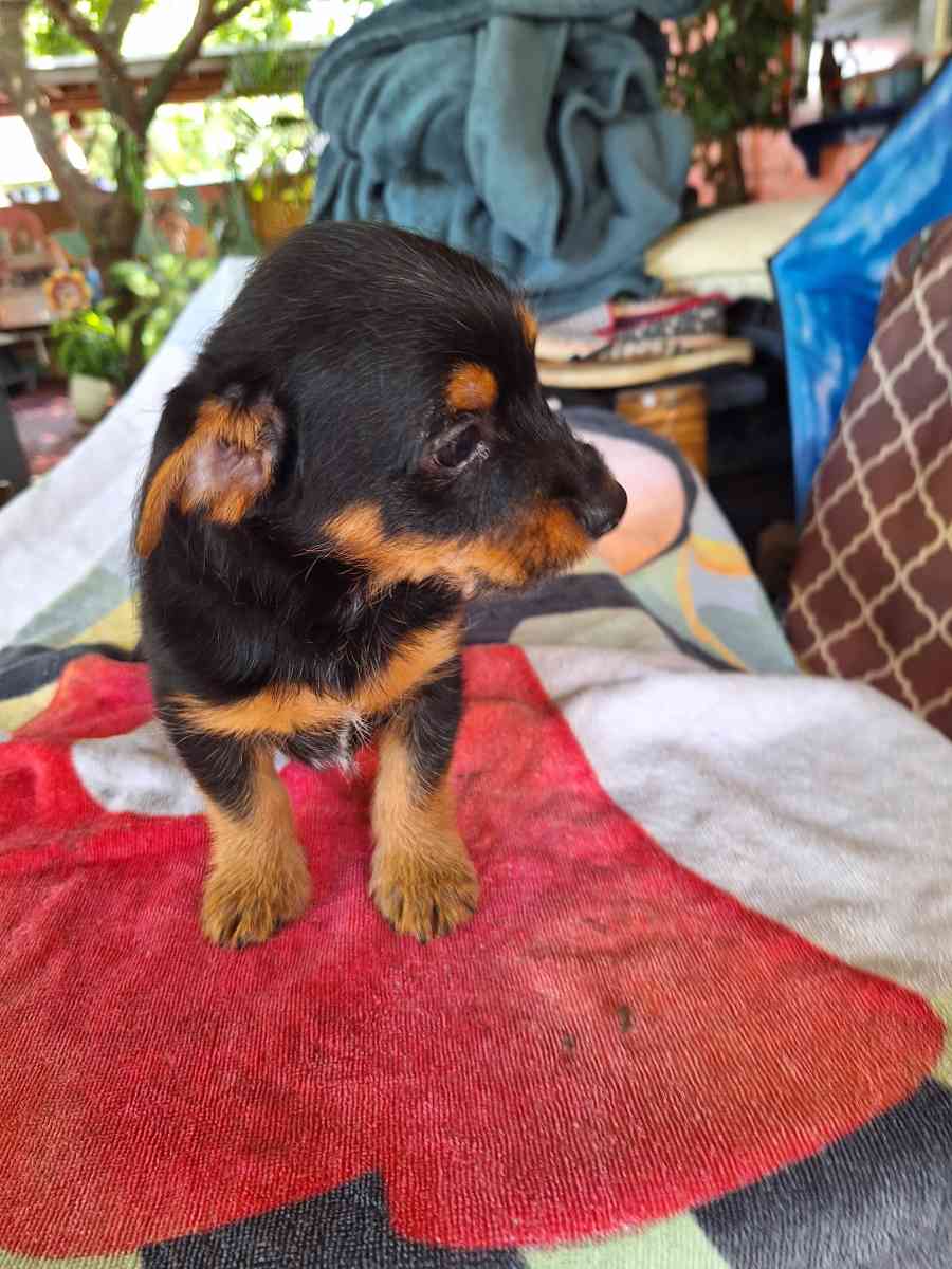 cachorros Yorkis Mix Chiguagua