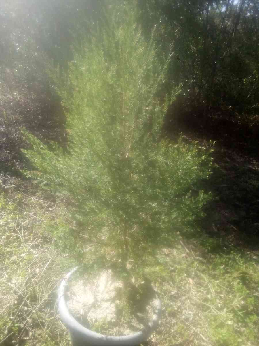 eastern redCedar