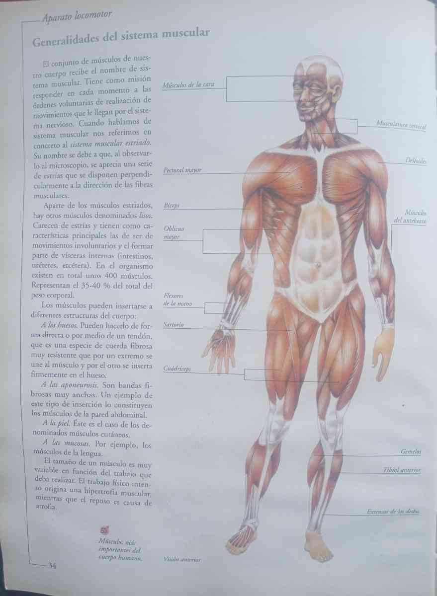 sobador quiroprctico estamos ubicados en Los ngeles Californ
