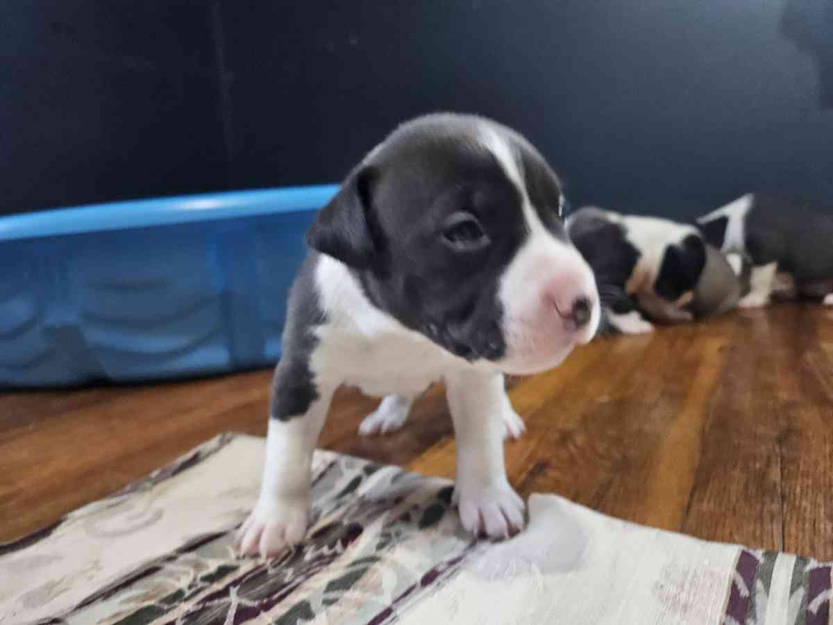 pitbull puppies full blood parents on site