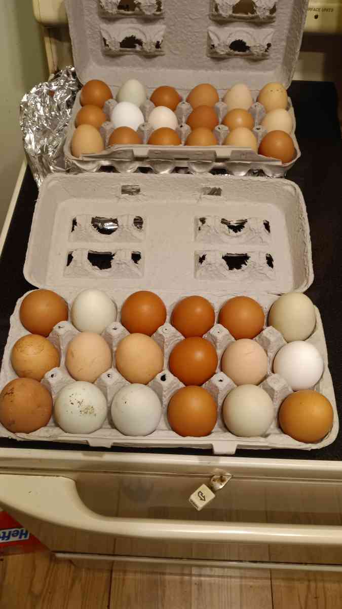 fresh eggs