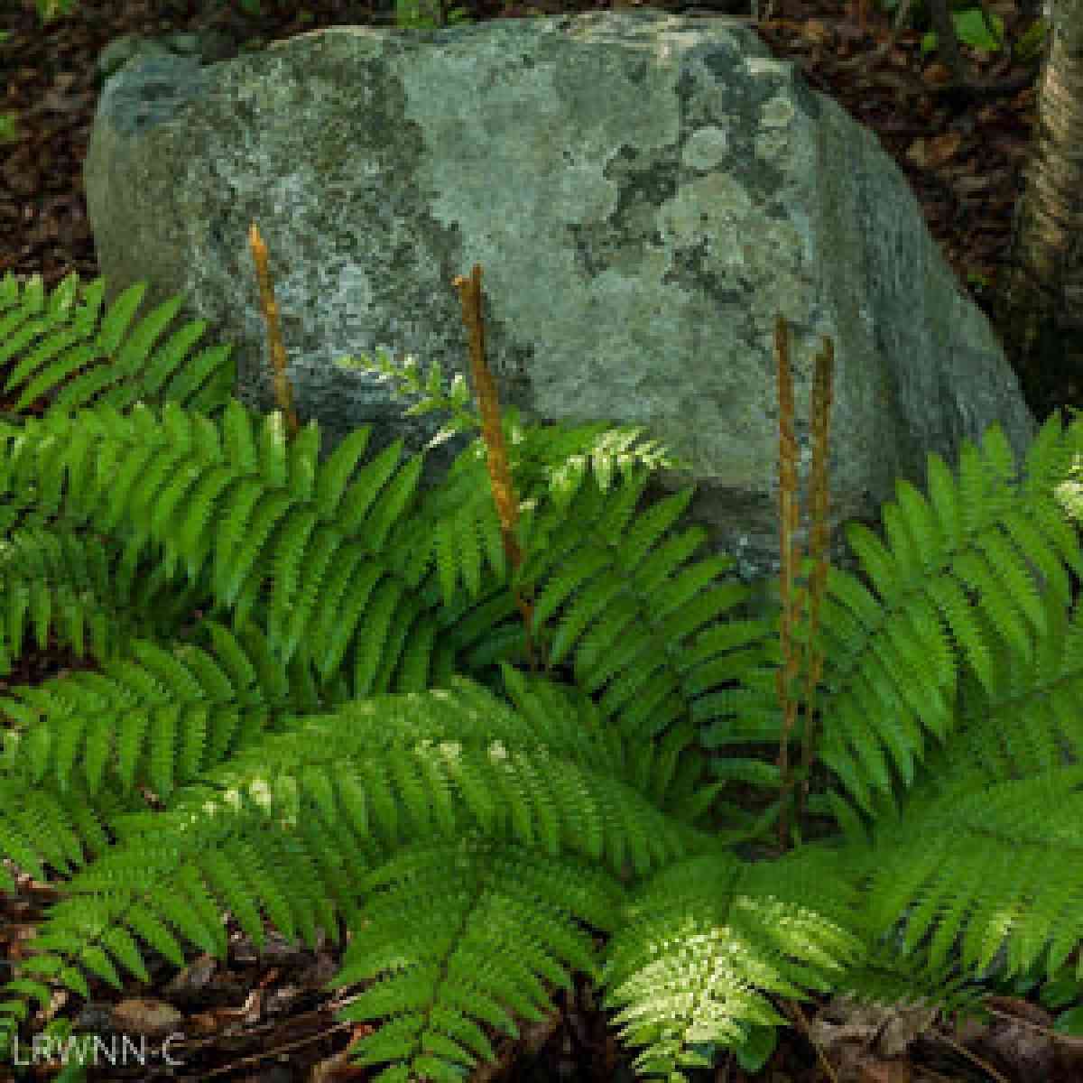 5 cinnamon ferns
