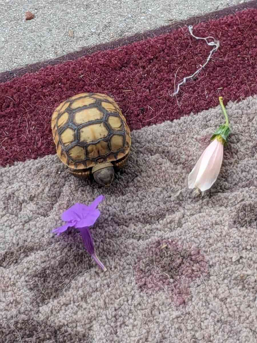 yellow foot tortoise