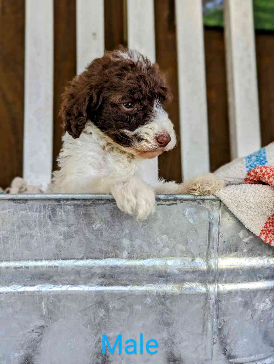 Labradoodle Puppies