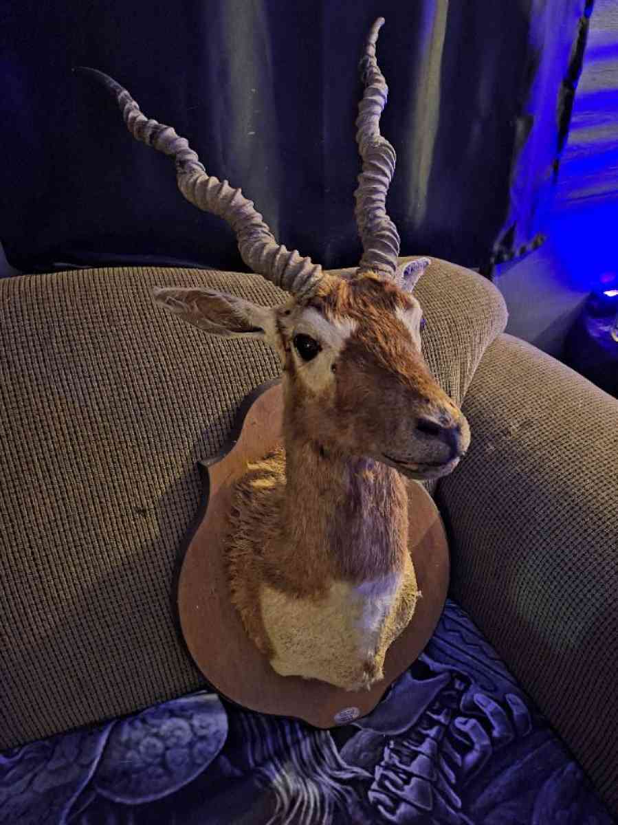 Wildlife Trophy Shoulder mount of BlackBuck