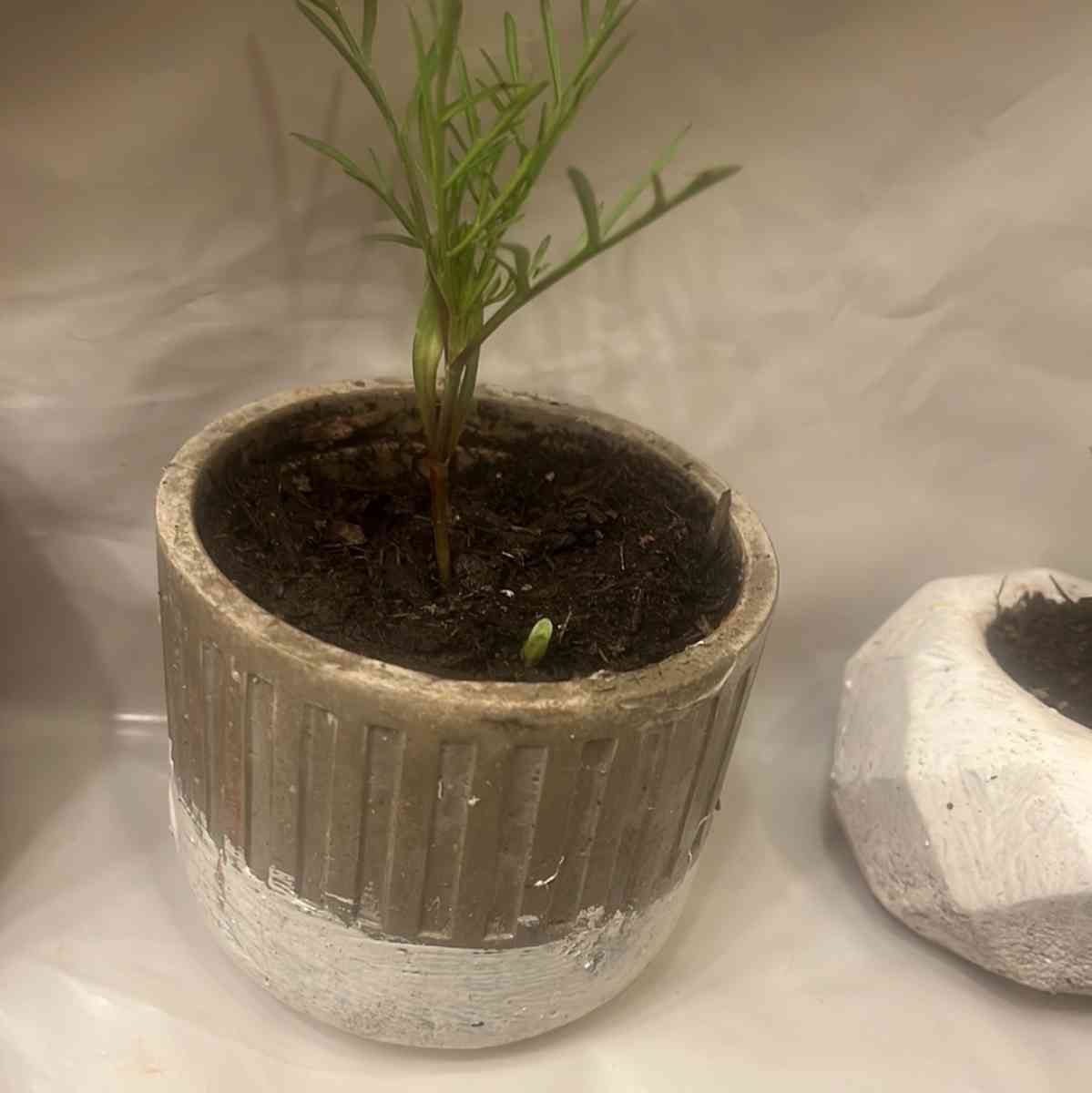 12 10 8  pots with plant