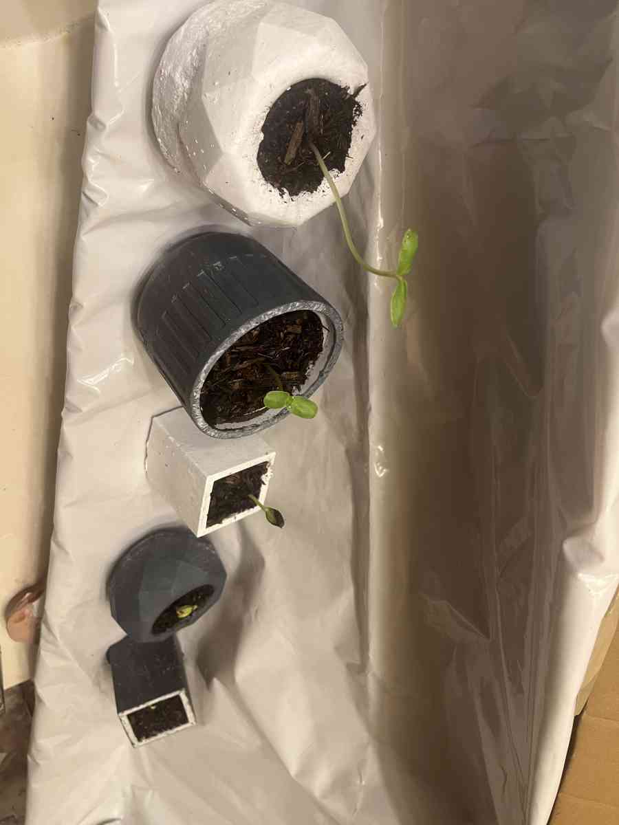 12 10 8 pots with a plant